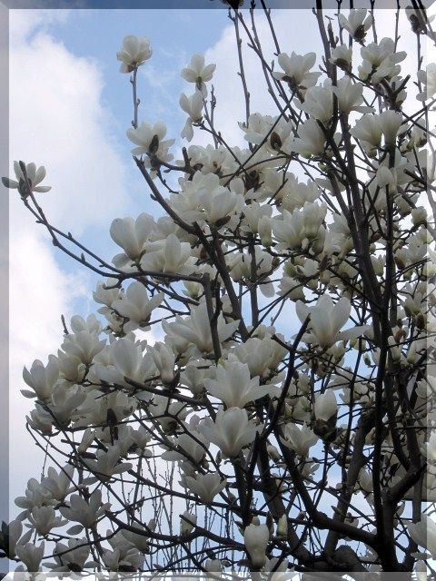 ＜花信風〜かしんふう＞花を咲か...