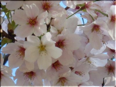 ◇桜日記◇　冬戻りの花冷えの頃...