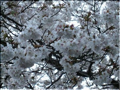 ◇桜日記◇　わたしの好きな山桜...