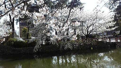 ◇桜日記◇　青空と桜に感謝です...