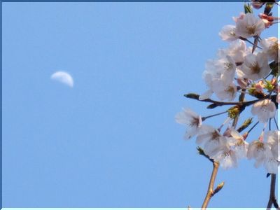 ◇桜日記◇　白い三日月と桜。