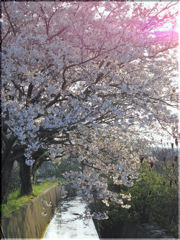◇桜日記◇　マゼンタの光。