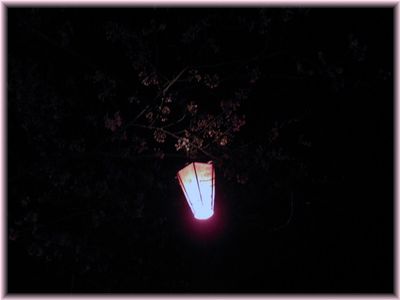 ◇桜日記◇　＜花明かり＞