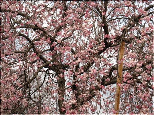 ◇桜日記◇　京桜＜酣＞