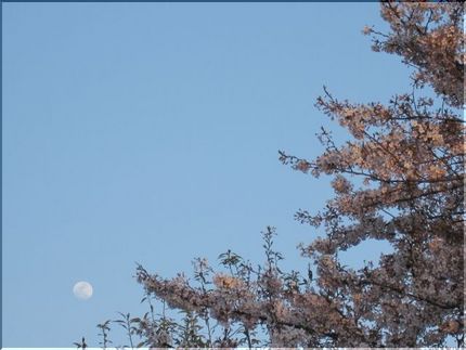 ◇桜日記◇　夕暮れの光・月の光...