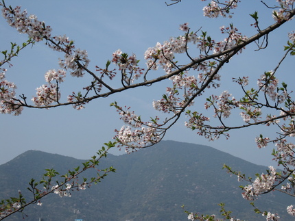 ◇桜日記◇　＜山笑う＞