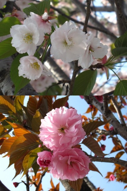 ◇桜日記◇　ふわふわドレスの＜...