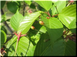 ◇桜日記◇　さくらんぼ、みぃ〜...