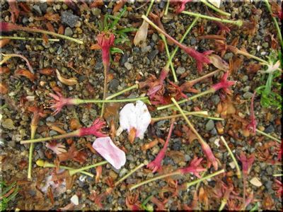 ◇桜日記◇　風雨に花芯の舞。