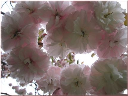 ◇桜日記◇　花冠。
