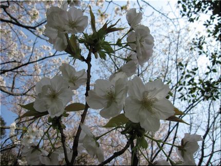 ◇桜日記◇　あなたに逢えてよか...