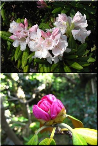 石楠花の花咲く頃。