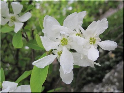 利休梅の花咲く頃。