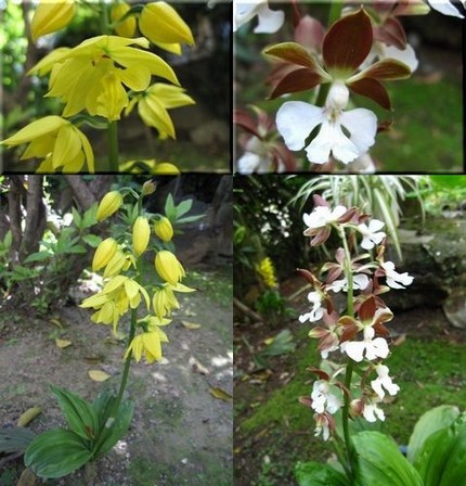 エビネの花咲く頃。