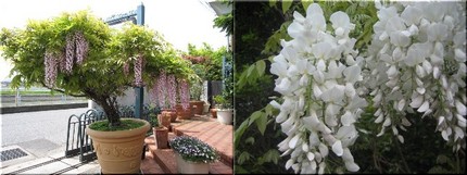 藤の花咲く頃。