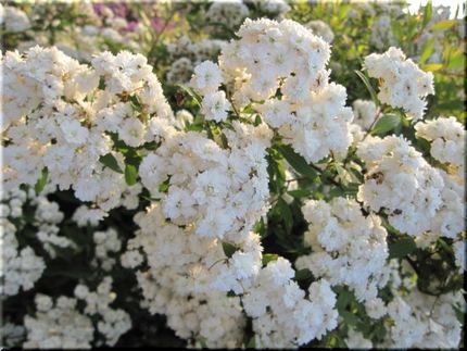 小手毬の花咲く頃。