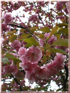 ◇桜日記◇　桜をふり返る・・・...