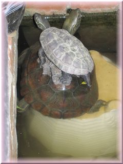 ふたりはなかよし〜大亀・小亀〜