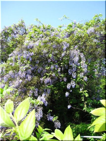 巨大な藤の花咲く頃。