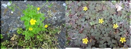 カタバミの花咲く頃。