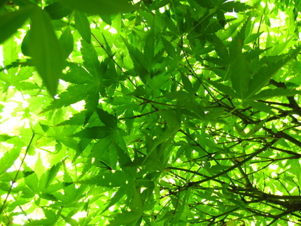 陽射しに揺れる＜青楓＞の頃。