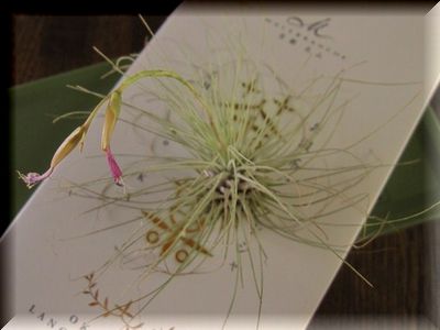 花咲く・・・エアープランツ。