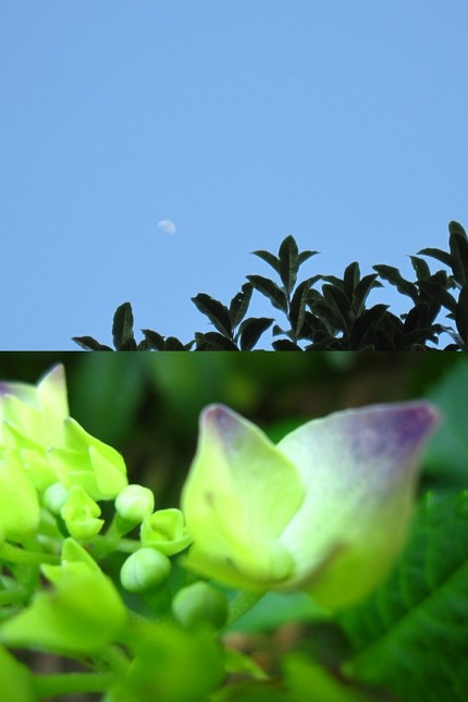 六月はじめの月と紫陽花。