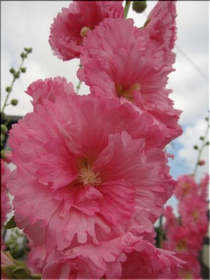 立葵の花咲く頃。