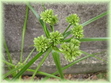 緑色の花火。