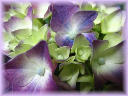 紫陽花ぶーけ♪