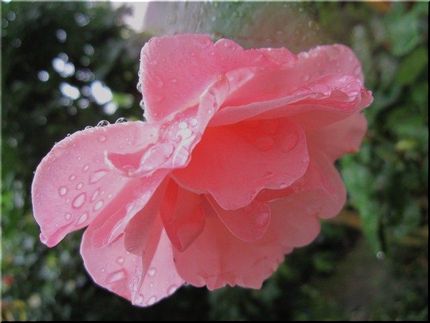 しとしと梅雨の雨・・・桃香薔薇...