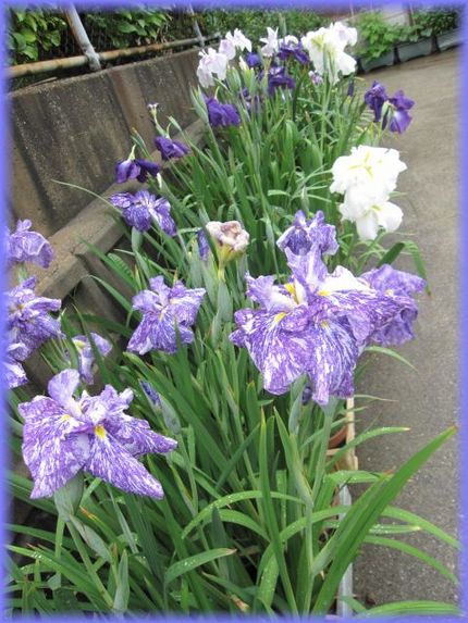 しっとり、・・・うるうるな花菖...