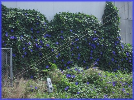 すでに咲く青い隆盛群・・・西洋...