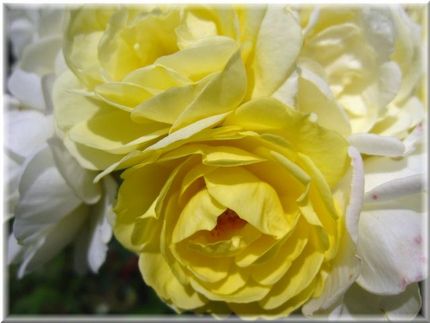 黄色い薔薇をあなたに・・・。