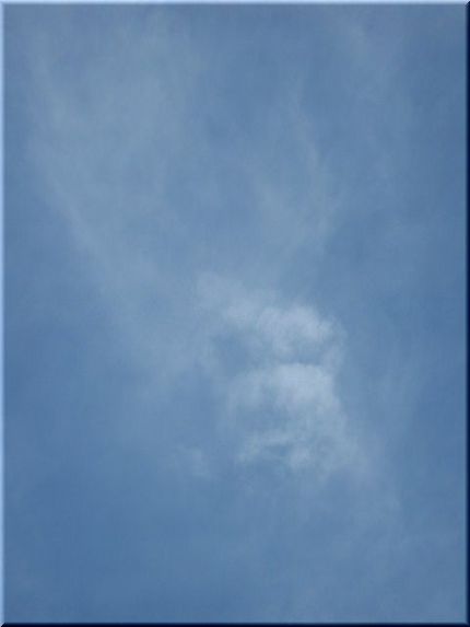 プードルちゃん♪だと思ったのだ...