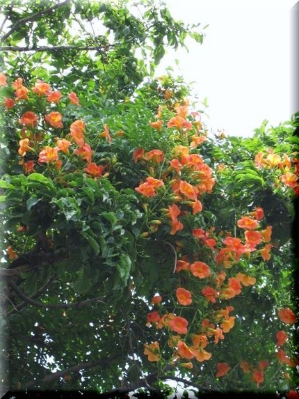 絡みつく・・・夏のオレンジ色。