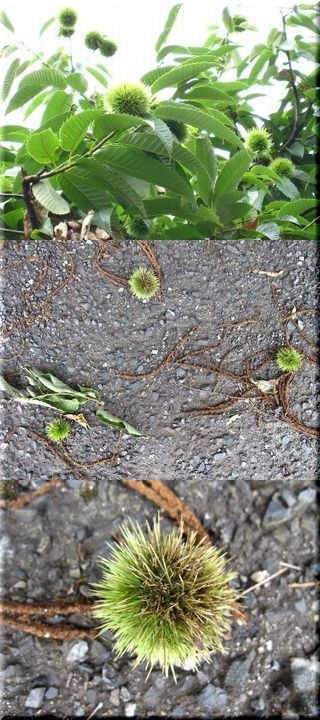噂の・・・マロン、落っこちてロ...