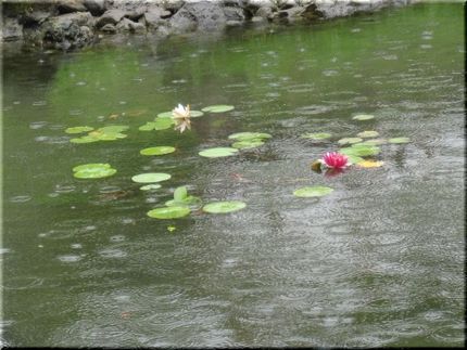 睡蓮の池に・・・雨の波紋。
