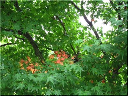 青楓に抱かれて・・・紅葉？