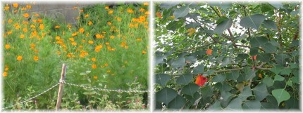 黄花コスモスとわくらばの彩り。...