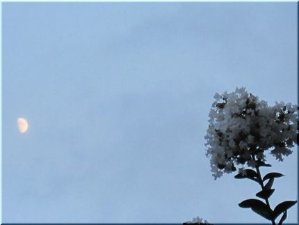 仲良く並んだ・・・今宵の月。