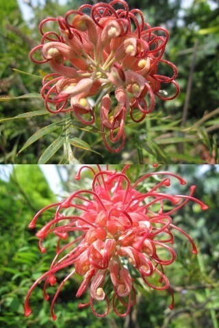 紅花羽衣