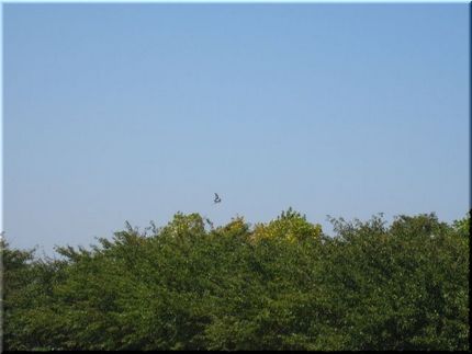 病葉…桜葉…それでも彩りの秋