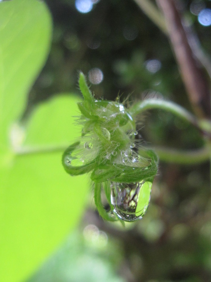 雨からのおくりもの・・・キラ・...