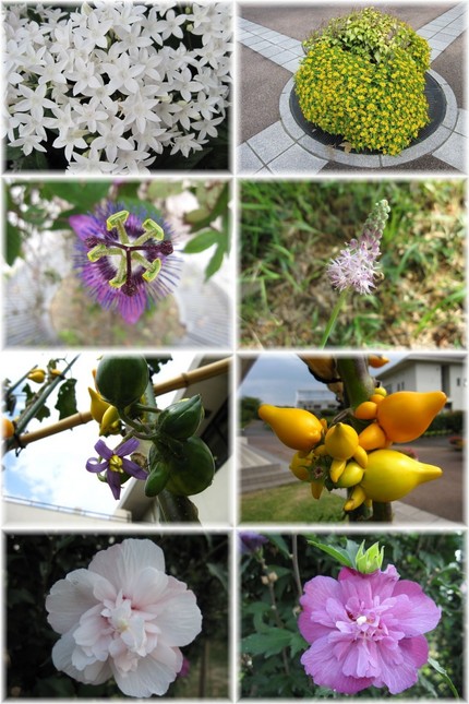 【花図鑑】・・・秋の野は花盛り