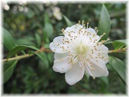 花嫁のブーケ〜白い銀梅花