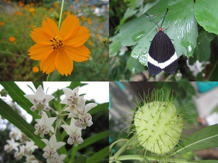 花咲く花と実りの実そしてホタル...