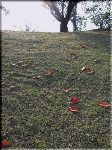 カーネリアン◇