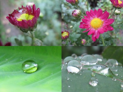 青女を迎える・・・暖かい雨の朝