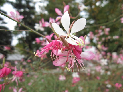 白い蝶が舞い桃色の花が咲き乱れ